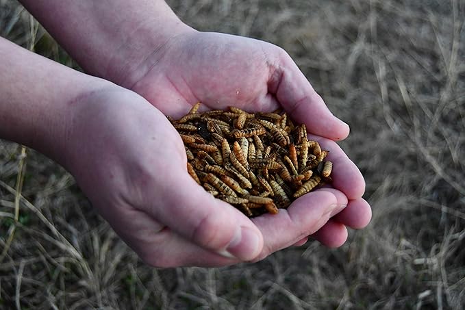 Good Deal Grubs Dried Black Soldier Fly Larvae Treat (1lb) for Chickens, Poultry, Birds, Small Pets - Protein and Calcium Supplement