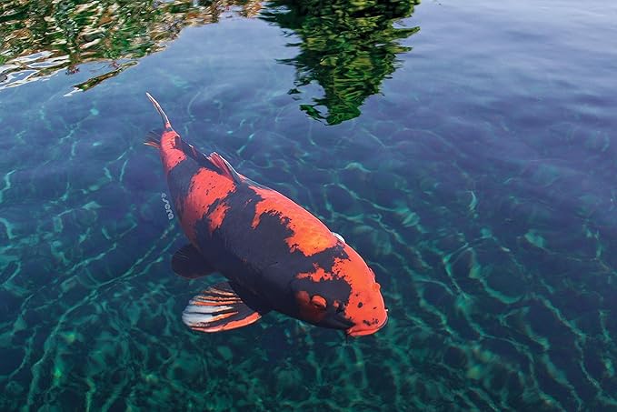 sera Koi Color Large 3.8 L 2.1 lb (980 g) | Natural Color-Enhancing Koi Fish Food for Ponds | Fish Food Pellets with Spirulina, Krill & Gammarus | Supports Growth & Vivid Colors | Fishfood