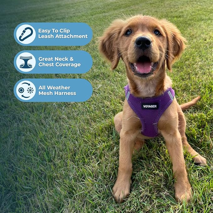 Voyager Step-in Air Cat Harness - All Weather Mesh Step in Vest Harness for Small and Medium Cats by Best Pet Supplies - Set (Purple), XXXS