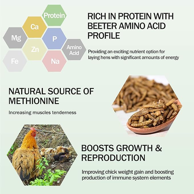 Amzey Dried Black Soldier Fly Larva/Dried Mealworms -2 LBS- 100% Natural BSF Larvae - 85XMore Calcium Than Mealworms - High Calcium Treats for Chickens, Birds, Reptiles, Hedgehog, Geckos, Turtles
