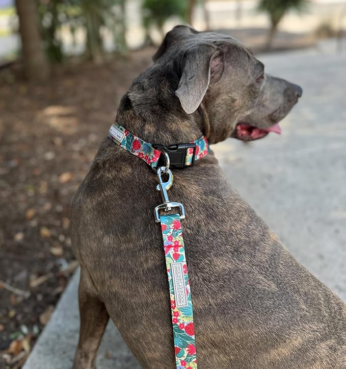 Lucky Love Dog - Easy Click Buckle Dog Collar with Leash Set Combo, Durable & Comfortable for Male & Female Dogs, Pet Collar for Small to Large Dogs, Secure Fit - Ginny Combo, Medium
