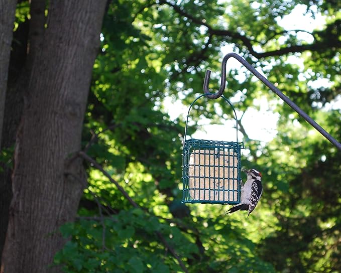 Suet Cake Variety Packs | 10 Berry Suet Cakes for Wild Birds 11 Oz. Each | (Berry, 10 Pack)