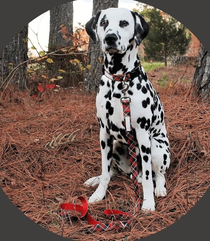 Lucky Love Dog - Easy Click Buckle Dog Collar with Leash Set Combo, Durable & Comfortable for Male & Female Dogs, Pet Collar for Small to Large Dogs, Secure Fit - Heywood Combo, Medium