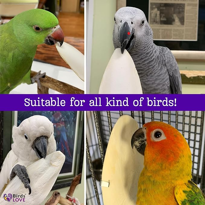 Birds LOVE Natural Cuttlebone | 100% Pure Sun-Dried Calcium Supplement for Birds, Tortoises, Snails & Crabs | Supports Beak & Shell Health | Easy to Chew | 2 Pack, Size 5.5 to 6"