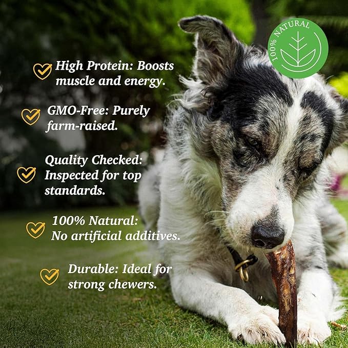 SUPER CAN BULLYSTICKS Bully Sticks for Large Dogs and Feroucious Chewers All Natural Dog Chews, Free Range Grass Fed Beef Sticks Treats. (6" Junior (25-Pack))