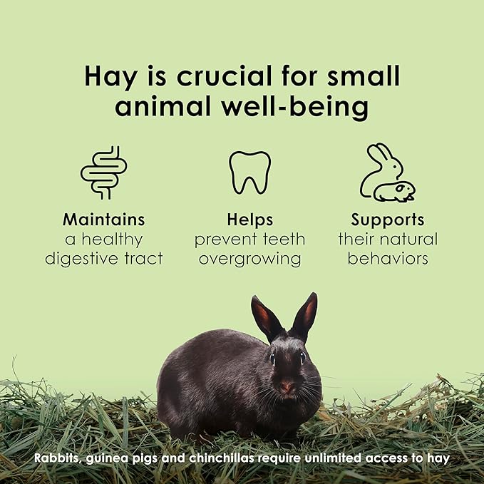 Kaytee Timothy Hay, High Fiber, Grown Specifically for Small Animals, Rabbits, Guinea Pigs, Chinchillas, Ideal Bulk Order for Small Pets, 12 pounds