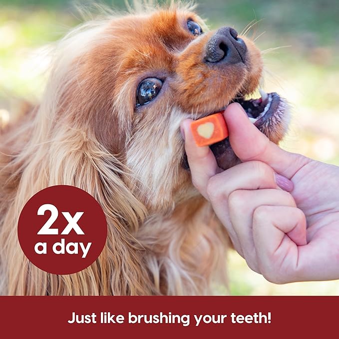 Ark Naturals Protection+ Brushless Toothpaste, Dog Dental Chews for Small Breeds, Prevents Plaque & Tartar, Freshens Breath, 35oz, 1 Pack, Red