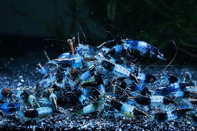 Live Freshwater Aquarium Shrimp Neocaridina (Carbon Rili (10 Pack))