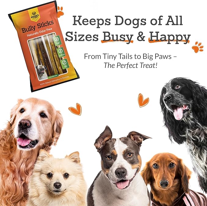 6 Inch Bully Sticks (Pack of 10) - 100% Beef, Odor Free Dog Chews for Aggressive Chewers - Long Lasting, Gluten-Free, Easy to Digest, High Protein & Rawhide Free Chews for Dogs