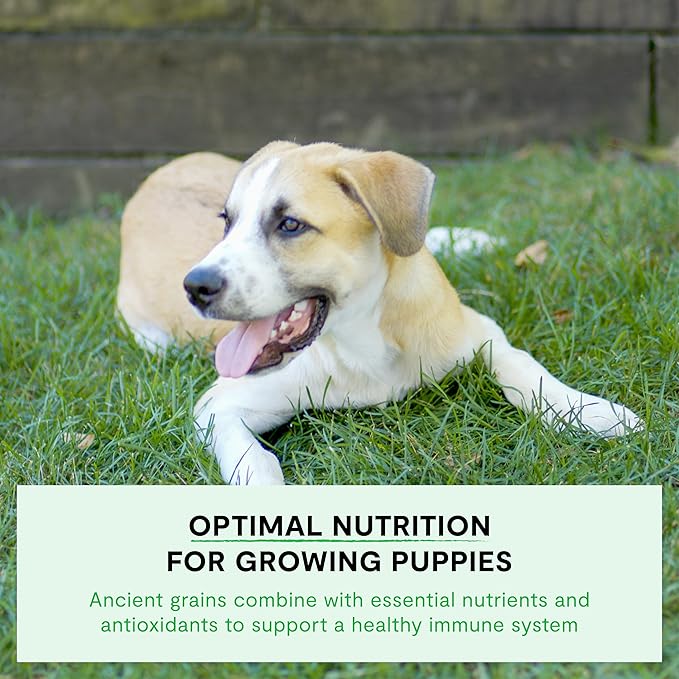 Open Farm, Ancient Grains Dry Dog Food for Puppies, Protein-Rich & Nutrient Dense, 90% Animal Protein Mixed with Non-GMO Fruits, Veggies and Superfoods, Chicken & Salmon Recipe for Puppy, 22lb Bag