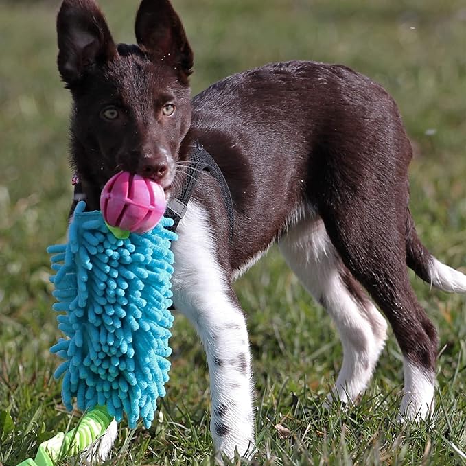 Dingo Dog tug of war Toy for Outdoor Play Traning Agility,Cuddly and Shaggy Plush tug Toy for Motivation and Fun,Soft Nubby-Textured Noodle Plush with Bungee Shock Absorber and Rubber Ball Blue 15587