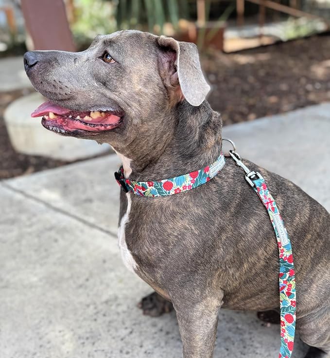 Lucky Love Dog - Easy Click Buckle Dog Collar with Leash Set Combo, Durable & Comfortable for Male & Female Dogs, Pet Collar for Small to Large Dogs, Secure Fit - Ginny Combo, XS