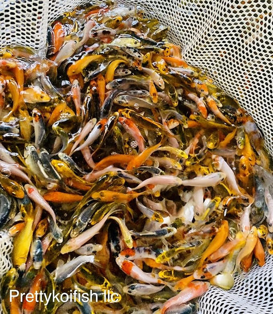 11-Lot Assorted 2"-4" Standard Fin Live Koi Fish A-Quality for Pond Garden PKF