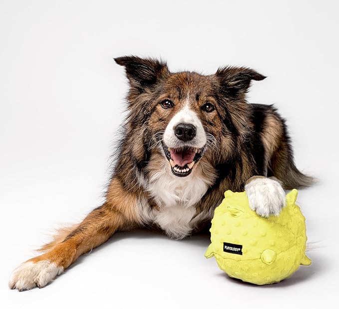 Playology Dog Toys | Puppy Toy Plush Sensory Ball for Dogs and Puppies for Dogs and Puppies | Jumbo Chicken Scented Toy - Easy to Clean and Made from Non Toxic Materials