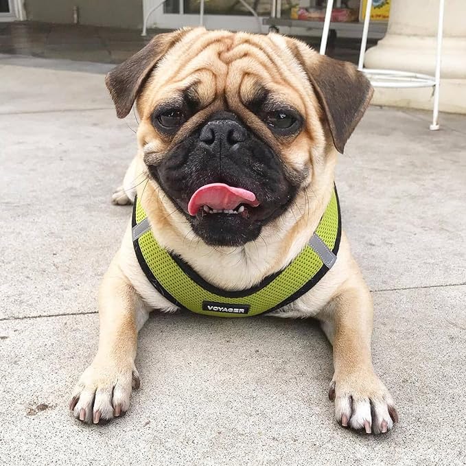 Voyager Step-in Air All Weather Mesh Harness and Reflective Dog 5 ft Leash Combo with Neoprene Handle, for Small, Medium and Large Breed Puppies by Best Pet Supplies - Lime/Black Trim, Small