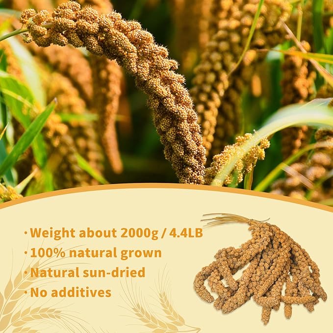 Fhiny Millet Spray for Birds 4.4LB Natural Sun-Dried Millet for Birds Original Parakeet Food & Treats Spray for Parakeets Parrots Cockatiels Lovebirds Finches Budgies Hamsters
