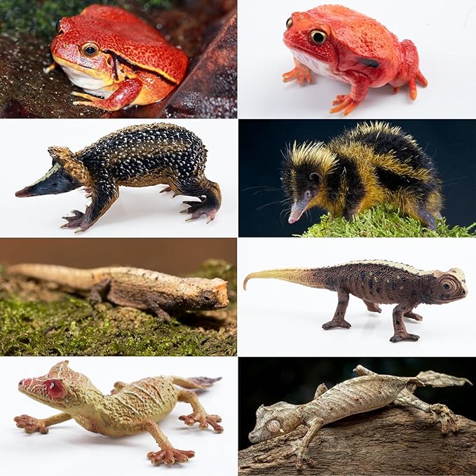 Toymany 12PCS Madagascar Animal Figurines Set, Realistic Lemur Jungle Animal Toys Set Includes Chameleon, Tortoise,Gecko,Fossa,Sifaka -Educational Forest Animals Figure Toy Collection for Kids Adults