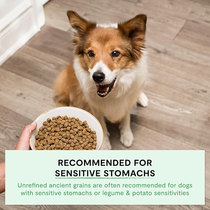 Open Farm, Ancient Grains Dry Dog Food, Protein-Rich & Nutrient Dense, 90% Animal Protein Mixed with Non-GMO Fruits, Veggies and Superfoods, Harvest Chicken Recipe, 11lb Bag