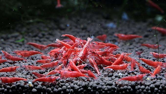 Live Freshwater Aquarium Shrimp Neocaridina (Red Cherry (10 Pack))