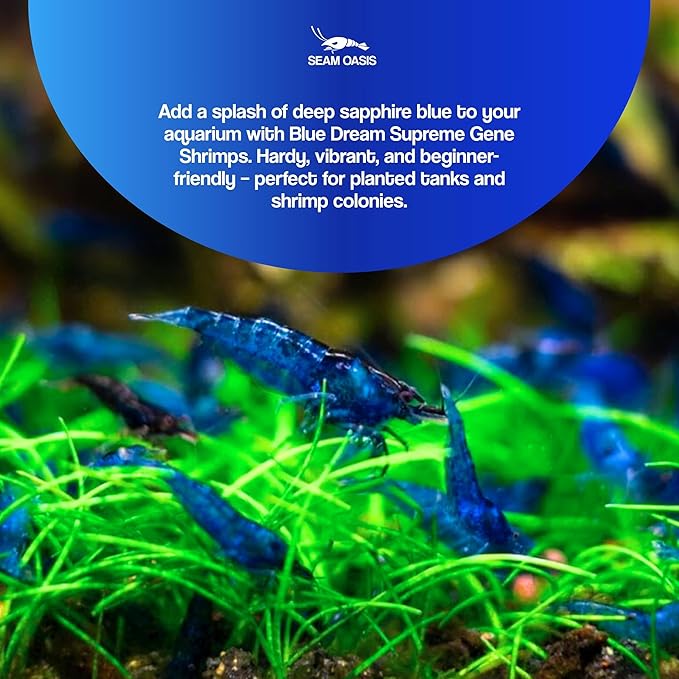 Blue Dream Supreme Gene Shrimps Live Freshwater Shrimp Aquarium Neocaridina, Live Arrival Guarantee (10 Pack)