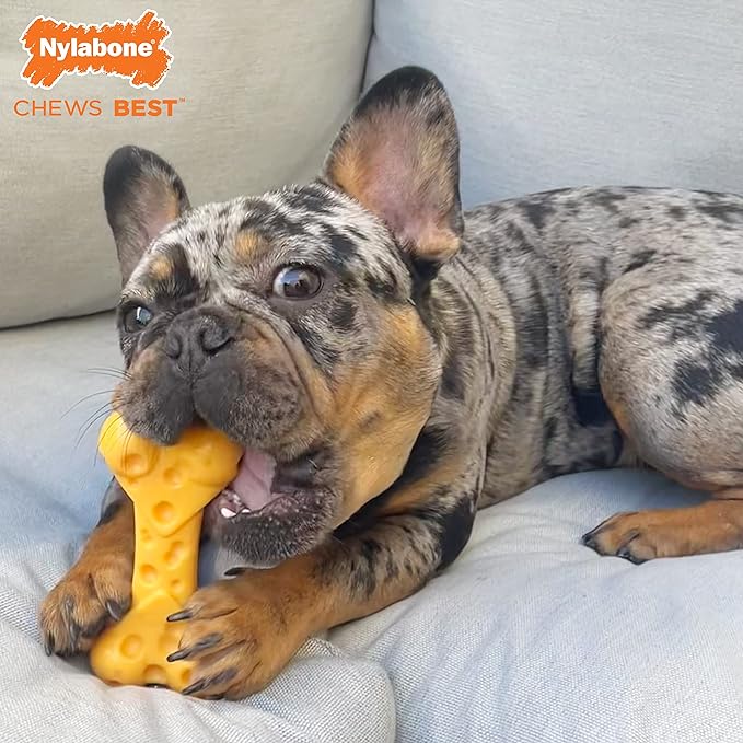 Nylabone Power Chew Toy Bundle, Cute Dog Toys for Aggressive Chewers, Filet Mignon, Cheese, and Bacon Flavors, Small Dogs - Up to 25 lbs, 3 Pack