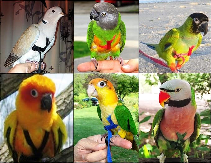 The AVIATOR Pet Bird Harness and Leash: X-Small Black