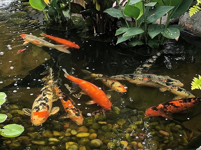 EasyPro CWF5 Cold Water Koi and Goldfish Food | 5lb