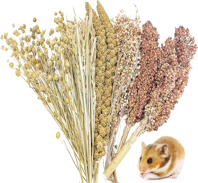 Fhiny Natural Hamster Sprays Edible Hamster Bedding Air-Dried Grain Set for Habitat Decor Mice Cage Accessories for Gerbils Lemmings Parrots Rats and Other Small Animals（0.4lb）