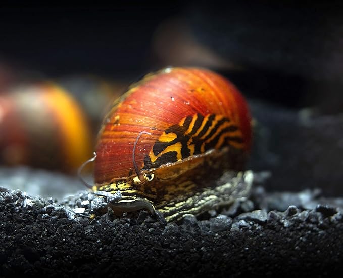Aquatic Arts 30 Red Racer Nerite Snails | Snail for Nano Fish Tanks | Great with Dwarf Shrimp/Aquarium Plants/Freshwater Fish