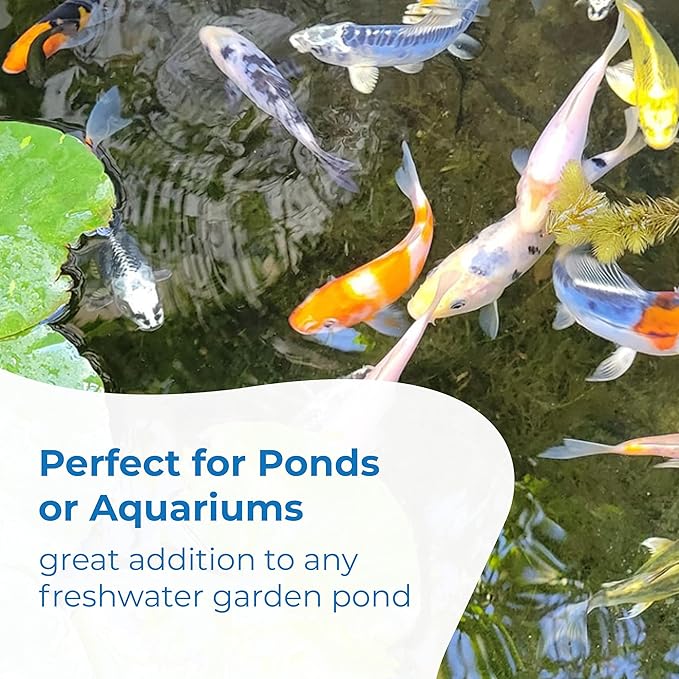 Toledo Goldfish Standard Fin Koi, Variety of Colors and Patterns - Beautiful Live Fish Perfect for Ponds, Tanks, and Aquariums - 3-4 Inches, 50 Count