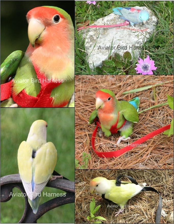 The AVIATOR Pet Bird Harness and Leash: Mini Green