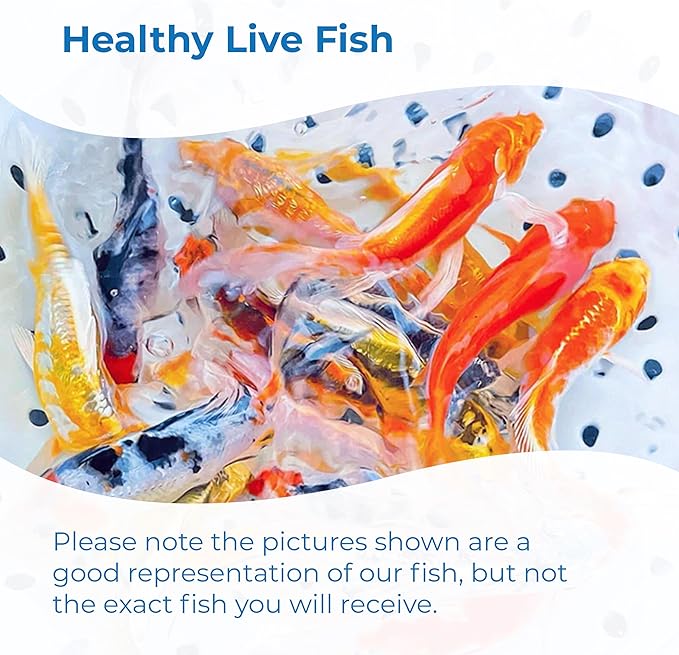 Toledo Goldfish Standard Fin Koi, Variety of Colors and Patterns - Beautiful Live Fish Perfect for Ponds, Tanks, and Aquariums - 6-8 Inches, 20 Count