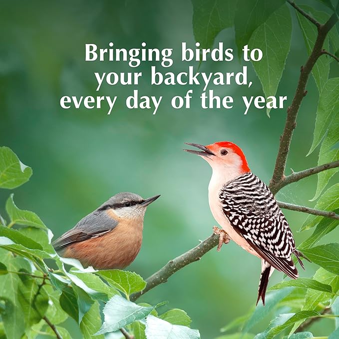 C&S Peanut Suet Treat, Suet Cakes for Wild Birds, 11 Ounces, Pack of 8