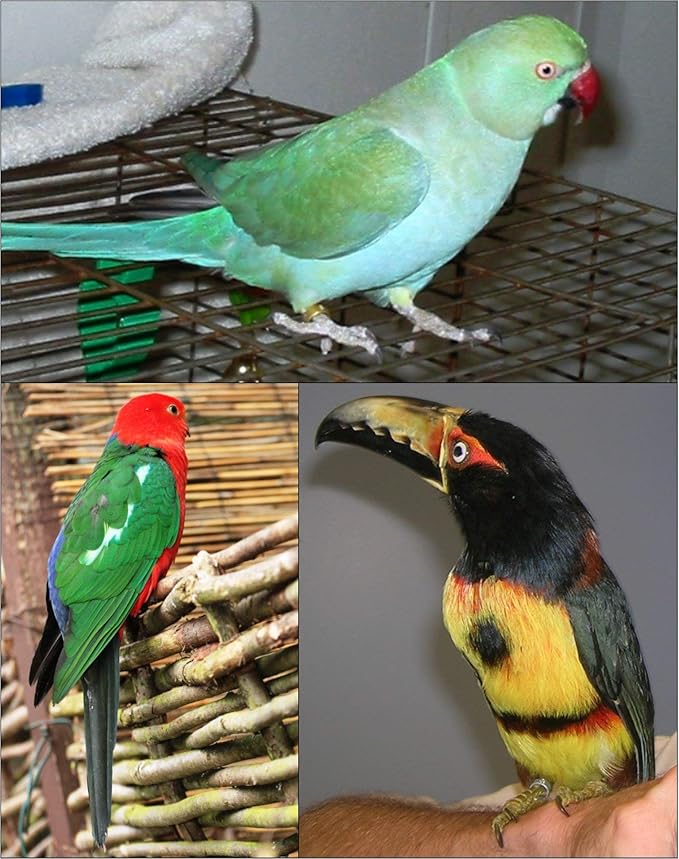The AVIATOR Pet Bird Harness and Leash: X-Small Green