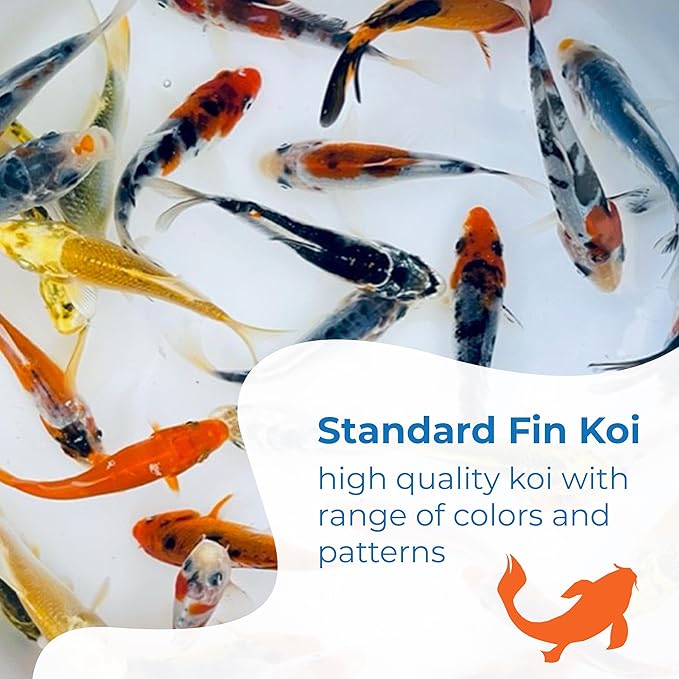Toledo Goldfish Standard Fin Koi, Variety of Colors and Patterns - Beautiful Live Fish Perfect for Ponds, Tanks, and Aquariums - 6-8 Inches, 20 Count