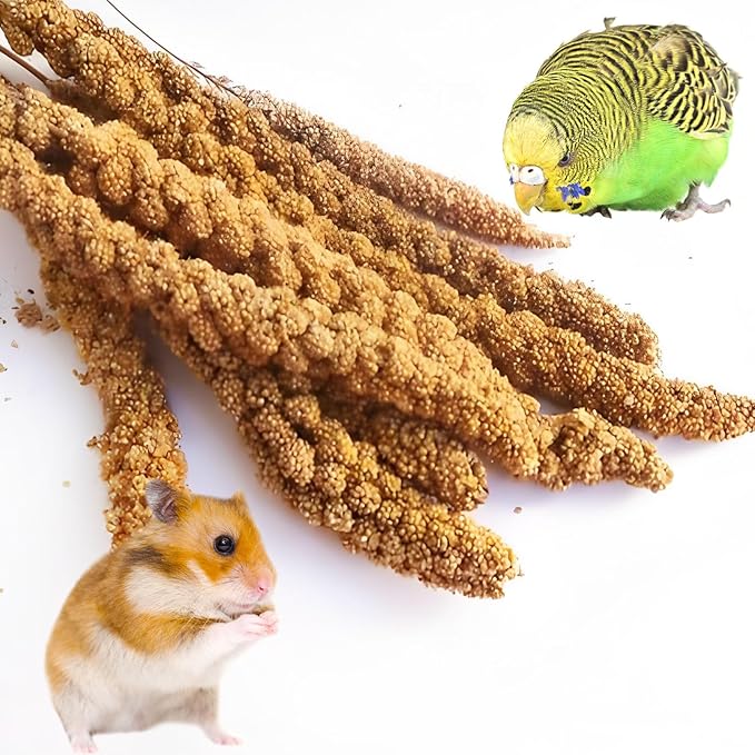 Fhiny Millet Spray for Birds, 6.6 LB Natural Sun-Dried Millet for Birds Original Parakeet Food & Treats for Parakeets Parrots Cockatiels Lovebirds Finches Budgies Hamsters