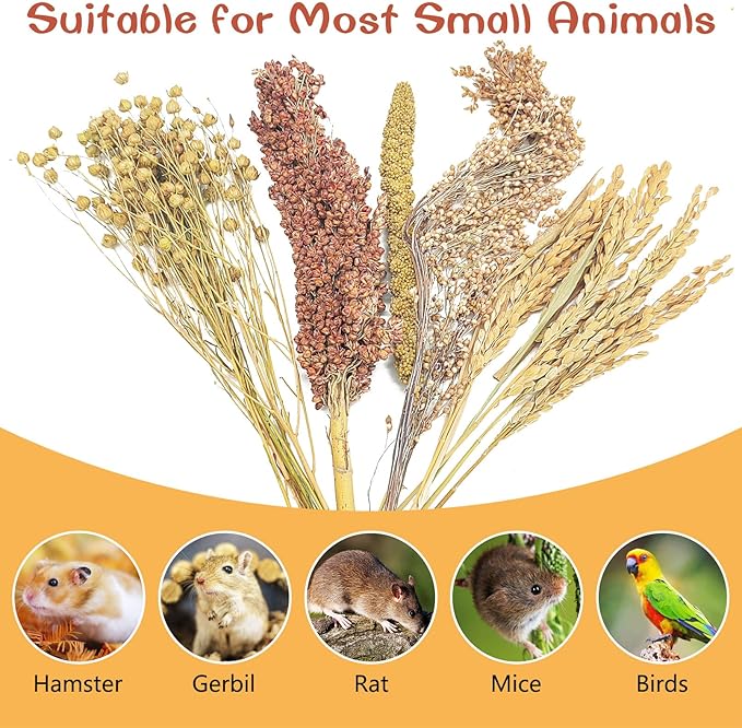 Fhiny Natural Hamster Sprays Edible Hamster Bedding Air-Dried Grain Set for Habitat Decor Mice Cage Accessories for Gerbils Lemmings Parrots Rats and Other Small Animals（0.2lb）