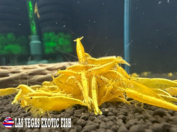 Las Vegas Exotic Fish™ 10 Yellow Golden Back Neocaridina Shrimp Live Freshwater Shrimp Aquarium Inverts (Yellow Golden Back)