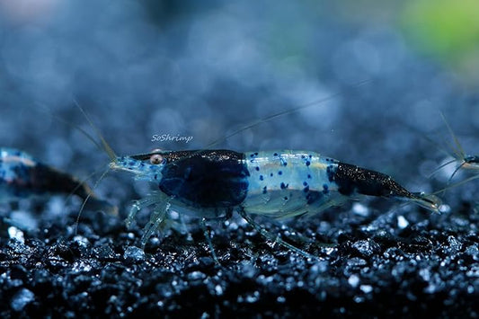 Live Freshwater Aquarium Shrimp Neocaridina (Carbon Rili (10 Pack))