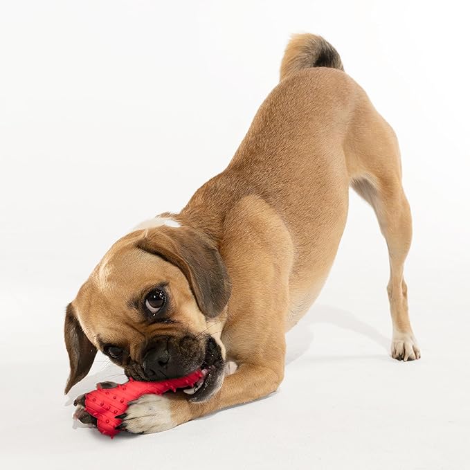 Playology Dog Toys | Puppy Toy Teething Bone Designed for Young & Active Dogs | Small Beef Scented Toy Made from Non Toxic Materials