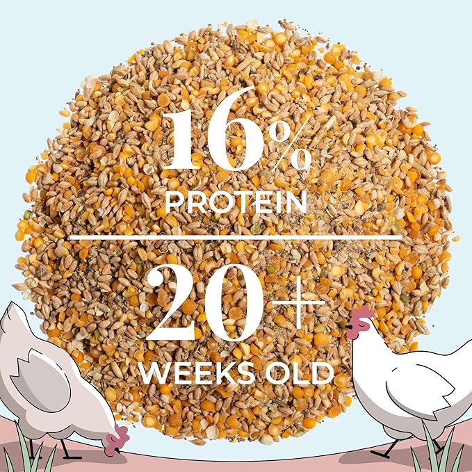 Organic Chicken Feed – Layer Whole Grain, Non-GMO, USA Grown, 16% Protein, Corn-Free, Soy-Free, Non-Medicated Feed for Chickens, 23 lbs