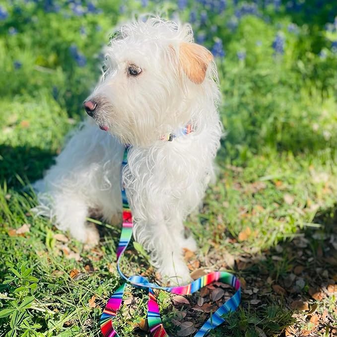 Lucky Love Dog - Adjustable Dog Collar and Leash Set with Easy Click Buckle for Small to Large Dogs, Durable, & Comfortable Collar for Male & Female Dogs, Puppies & Adult Ones - Nacho Combo, Large
