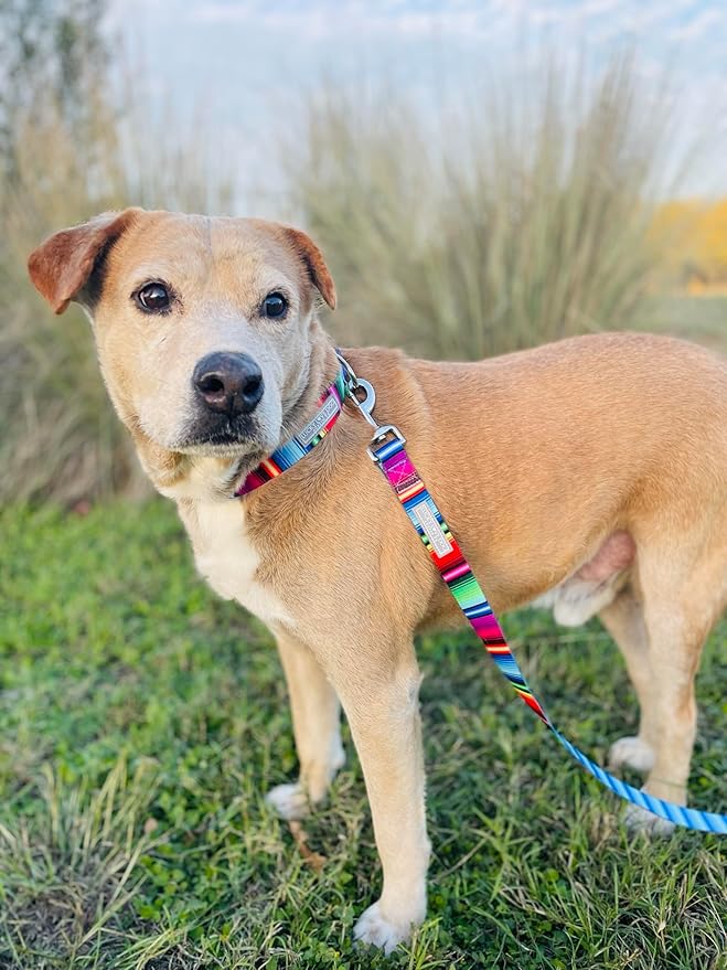 Lucky Love Dog - Adjustable Dog Collar and Leash Set with Easy Click Buckle for Small to Large Dogs, Durable, & Comfortable Collar for Male & Female Dogs, Puppies & Adult Ones - Nacho Combo, Large