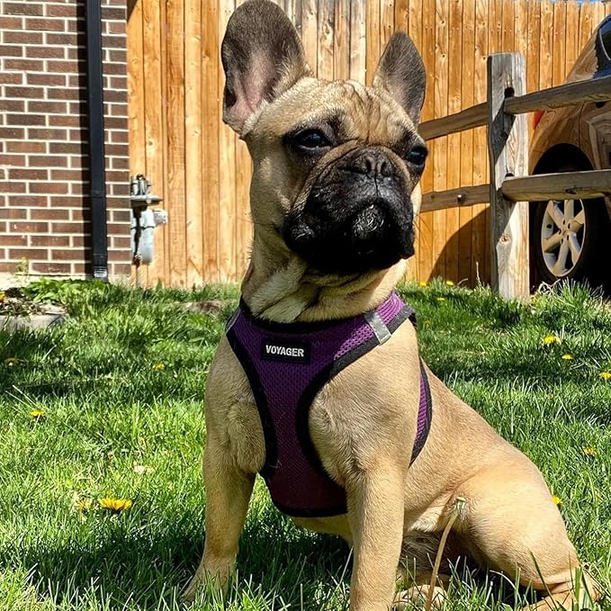 Voyager Step-in Air All Weather Mesh Harness and Reflective Dog 5 ft Leash Combo with Neoprene Handle, for Small, Medium and Large Breed Puppies by Best Pet Supplies - Purple/Black Trim, XXX-Small