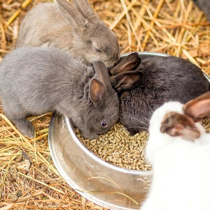 Blue Mountain Hay | Organic Bedding Straw (3 lb) | Natural Pet Bedding & Insulation for Rabbits, Guinea Pigs, Goats, Chickens, Stray & Feral Cats, and Small Animal Shelters