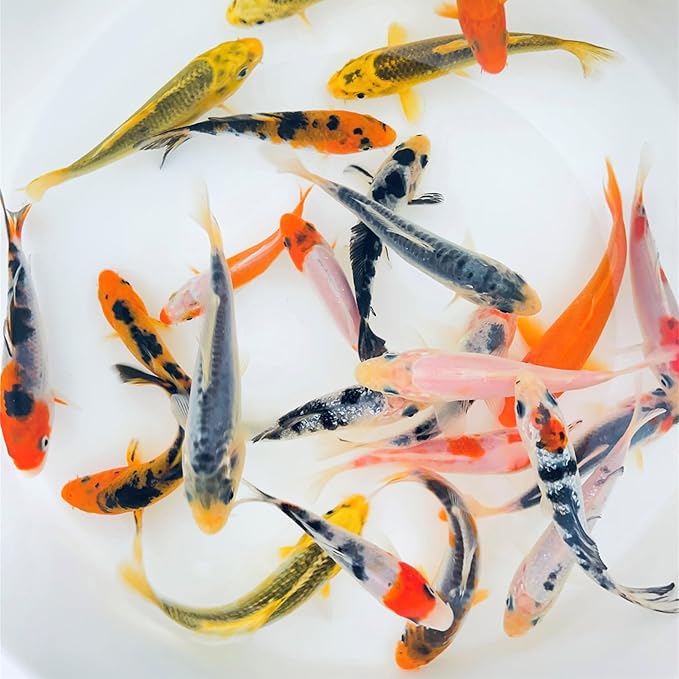 Toledo Goldfish Standard Fin Koi, Variety of Colors and Patterns - Beautiful Live Fish Perfect for Ponds, Tanks, and Aquariums - 6-8 Inches, 20 Count