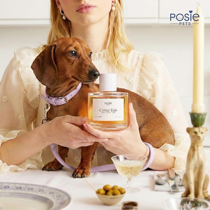 Dog Perfume Spray Long Lasting 4-8 Hours - Water-Based, Vegan Cologne - Luxury, Alcohol-Free Grooming Deodorizer for Dogs with Orange Blossom, Lavender, Vanilla - Citrus Tale, 100ml