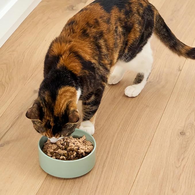 Open Farm, Canned Cat Food Topper, Silky Mousse Made with 95% Responsibly Sourced Icelandic Fish, Grain & Legume Free, Salmon Recipe, 3.17oz Cans (Pack of 17)