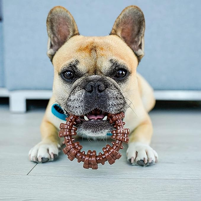 Nylabone Textured Ring Power Chew Toy for Small Dogs, Durable Dog Toys for Aggressive Chewers, Strong Dog Chew Bones To Keep Them Busy, Flavor Medley, Small - Up to 25 lbs, 1 Count
