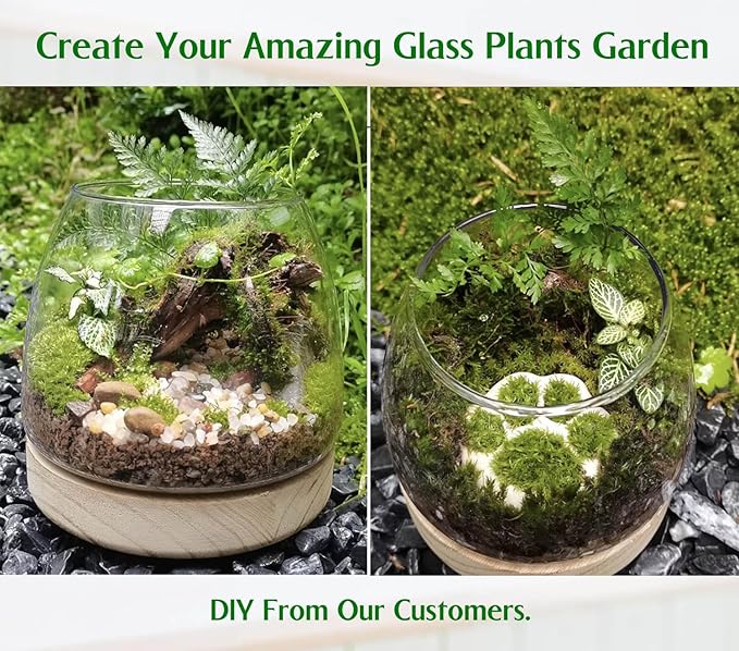 6 Inch Plant Glass Terrarium with Removable Wooden Base for Succulents Glass Bowl for Air Plant Cactus Moss, Betta Fish Terrarium (Plants not Included)